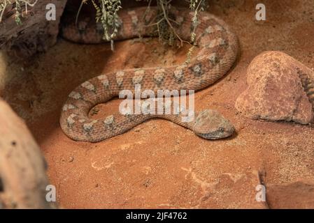 Egret bird or intermediate egret closeup portrait. Snake to Israel and  Palestinian viper Stock Photo - Alamy