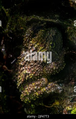 Mossy frog / Vietnamese mossy frog / Tonkin bug-eyed frog (Theloderma corticale) climbing rock at night, native to Vietnam and China Stock Photo