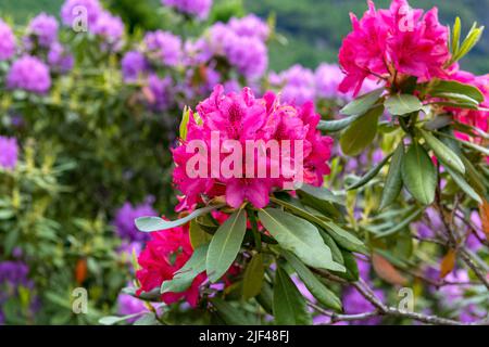 Pink Rhododendron flowers, Norway Stock Photo