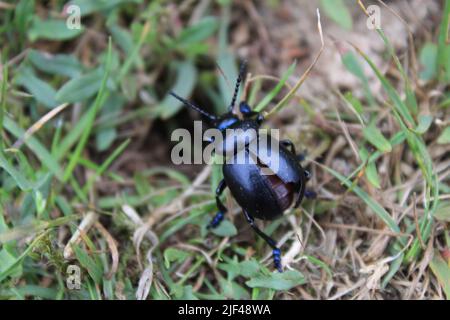 A closeup shot of an earth-boring dung beetle on the grass Stock Photo