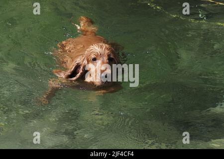dog english cocker spaniel playing in the river Stock Photo