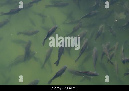Flock of fish in the river. A lot of fish in the water. Stock Photo