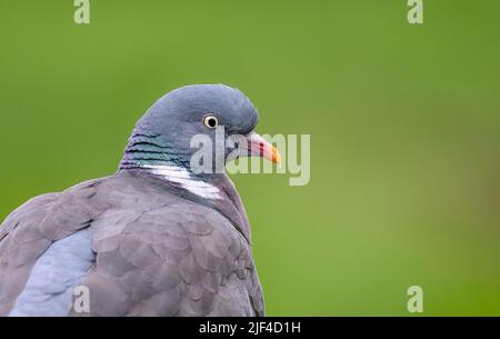 A common wood pigeon, Columba palumbus, a close-up head portrait, Germany Stock Photo
