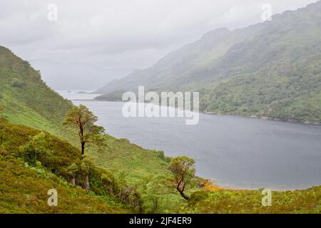 KINLOCH HOURN LOCH HOURN KNOYDART SCOTLAND MIST AND RAIN IN SUMMER WITH SCOTS PINE TREES OVERLOOKING THE LOCH Stock Photo