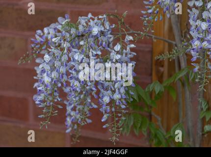 Beautiful flowering wisteria plant in full bloom hanging on a branch against a red brick wall Stock Photo