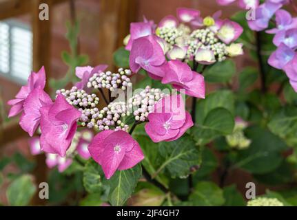 ornate close up of species of Magenta coloured Hydrenga flowers Stock Photo