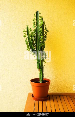 cactus in brown pot is worth on the table have yellow wall. Stock Photo