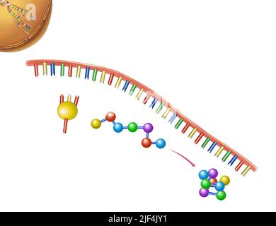 DNA Illustration, Genes of Life Sciences Stock Photo