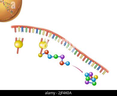 DNA Illustration, Genes of Life Sciences Stock Photo