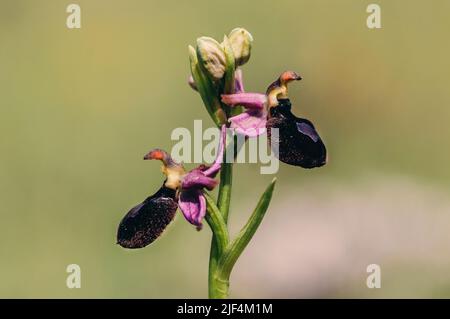 Bee orchid, Ophrys apifera. Wild flower in the garden. Stock Photo