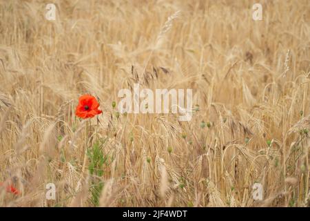 Eton, Windsor, Berkshire, UK. 29th June, 2022. Poppies in a field of barley. Crop yields are expected to be lower this harvest due to the lack of rain over the past few months. Credit: Maureen McLean/Alamy Stock Photo