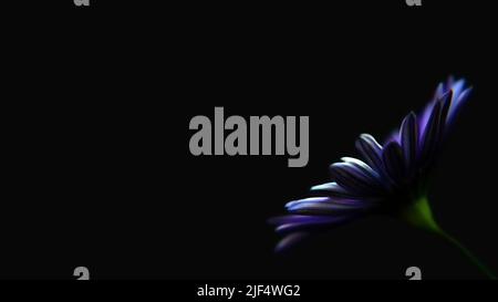 African daisy or Osteospermum flower isolated on black background Stock Photo