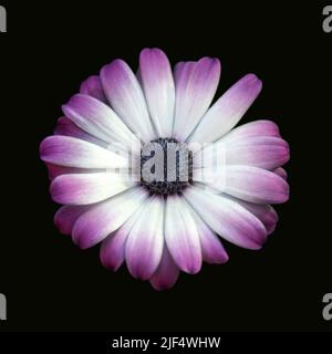 African daisy or Osteospermum isolated on black background Stock Photo