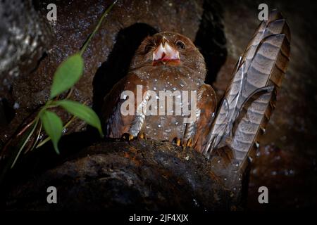 Oilbird Oilbird - Steatornis caripensis also guacharo, bird similar to nightjar ...