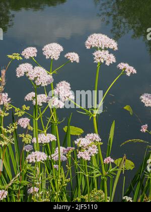 Pink umbels of Common Valerian or All-heal Valeriana officinalis growing by the River Avon in Somerset UK Stock Photo
