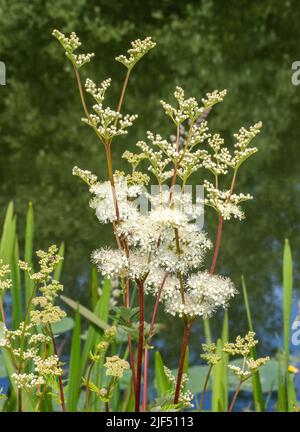 Flower heads of Meadowsweet Filipendula ulmaria growing by the River Avon in Somerset UK Stock Photo