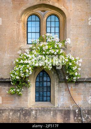 Climbing rose around windows at Newstead Abbey ancestral home of Lord Byron in Nottinghamshire UK Stock Photo
