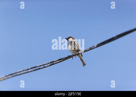 Spanish sparrow Passer hispaniolensis, adult male perched on wire, Romania, June Stock Photo