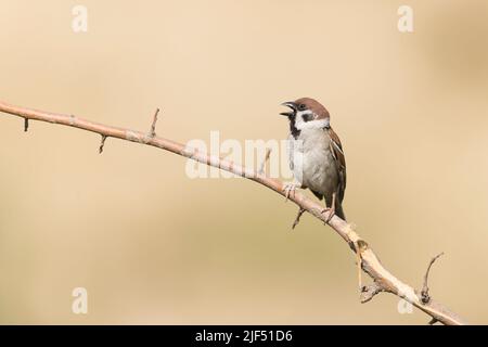 Tree sparrow Passer montanus, adult perched on branch, calling, Macin, Romania, June Stock Photo