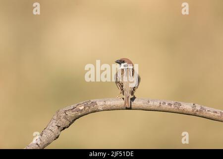 Tree sparrow Passer montanus, adult perched on branch, Macin, Romania, June Stock Photo