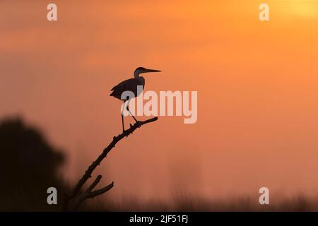 Grey heron Ardea cinerea, adult perched on branch at sunset, Danube Delta, Romania, June Stock Photo