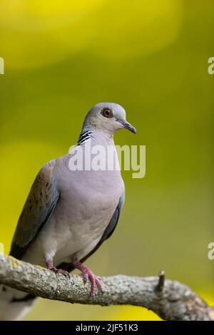 Turtle dove Streptopelia turtur, adult perched on branch, Macin, Romania, June Stock Photo