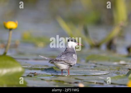 Whiskered tern Chlidonias hybrida, summer plumage adult standing on lily pads, Danube Delta, Romania, June Stock Photo