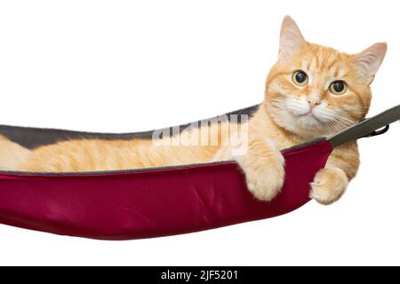 Ginger cat lies comfortably in a hammock, isolated on white Stock Photo