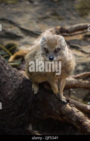 Yellow Mongoose (Cynictis Penicillata) in Zoological Garden. Portrait of Red Meerkat. African Zoo Animal. Stock Photo