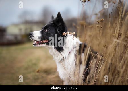 Smiling Border Collie Looks to the Left in Moody Nature. Adorable Side Portrait of Black and White Dog Outside. Stock Photo