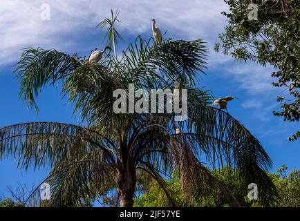 Birds perched on a tree in Sydney, NSW, Australia (Photo by Tara Chand Malhotra) Stock Photo
