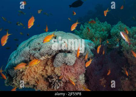 Organ-pipe Coral, Tubipora musica, Tubiporidae, Sharm el Sheikh Red Sea, Egypt Stock Photo