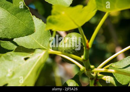 Green unripe figs fruits on the branch of a fig tree or sycamine with plant leaves in sunny summer day. Stock Photo