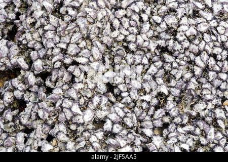 Dense of shell on a beach background. Stock Photo