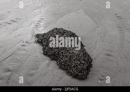 Black and white tone, Dense of shell cover piece of stone or rock on a beach. Stock Photo