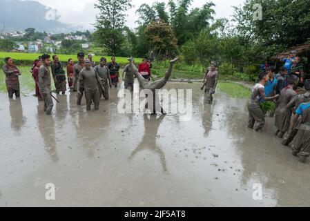 Kathmandu, Nepal. 29th June, 2022. People play in mud water in a paddy field during the National paddy day celebration. Nepalese farmers celebrate National Paddy Day with various events that mark the start of the annual rice planting season. (Credit Image: © Bivas Shrestha/SOPA Images via ZUMA Press Wire) Stock Photo