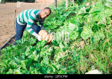 Portrait of farmer in garden bed with pumpkin harvest Stock Photo