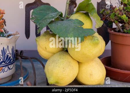 Bunch of organically grown lemons hanging from a branch Stock Photo