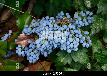 berberis aquifolium blue fruits of holly barberry in june Stock Photo