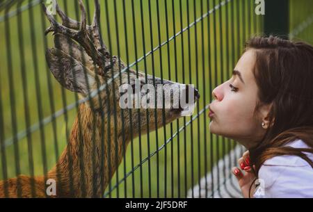 Deer bambi in zoo cage. Woman kiss white-tailed roe fawn carpeolus and