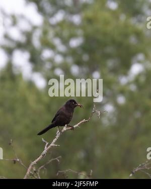 A juvenile Common Grackle on a branch with green leafy background Stock Photo