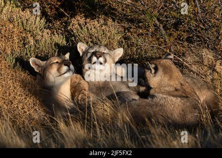 A Puma family sleeping cuddled together near Torres del Paine National Park, Chile Stock Photo