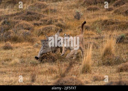 A family of Pumas running and playing in Torres del Paine, Chile Stock Photo