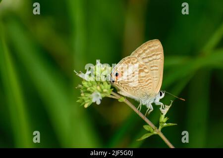 Beautiful butterfly sitting on grass Lampides boeticus, the pea blue, or long-tailed blue, is a small butterfly that belongs to the lycaenids. Stock Photo