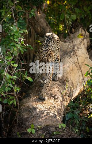 A Jaguar in North Pantanal walking straight on towards the camera Stock Photo
