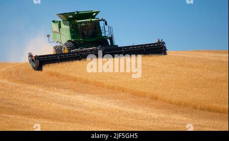 Wheat harvesting Stock Photo