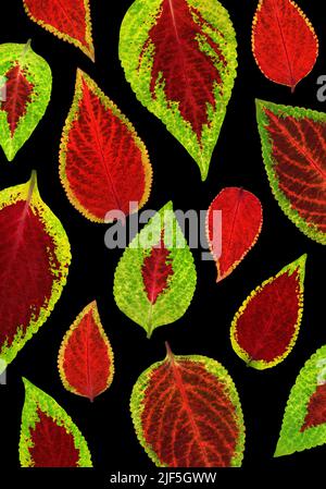 Coleus leaves Stock Photo