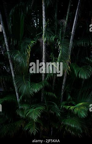 Dark green palm leaves tropical background Stock Photo