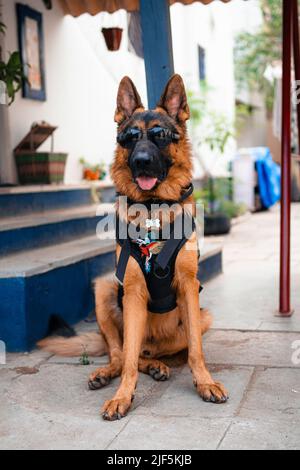 A vertical shot of a german shepherd dog sitting and wearing sunglasses in a backyard Stock Photo Alamy