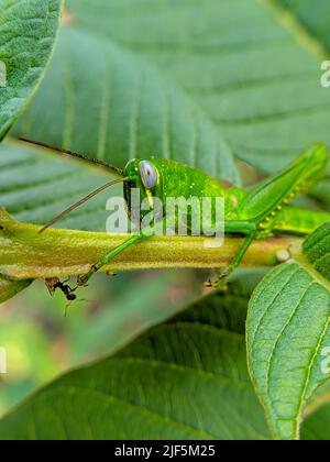 close up photo ar macro photo of green grasshopper on leaf Stock Photo